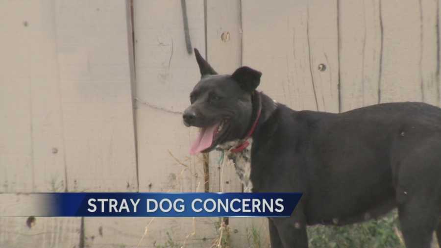 Animal Control officers are on the lookout for aggressive stray dogs after a Modesto man was mauled to death by pit bulls.