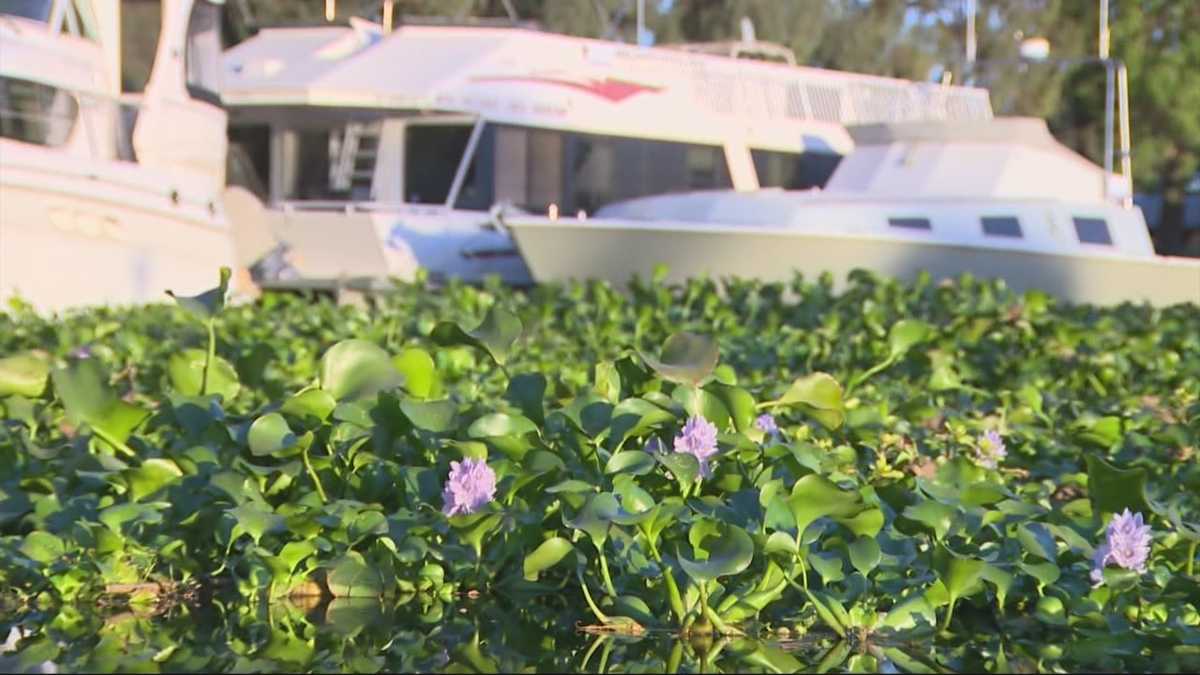 Could manatees help solve water hyacinth problem?
