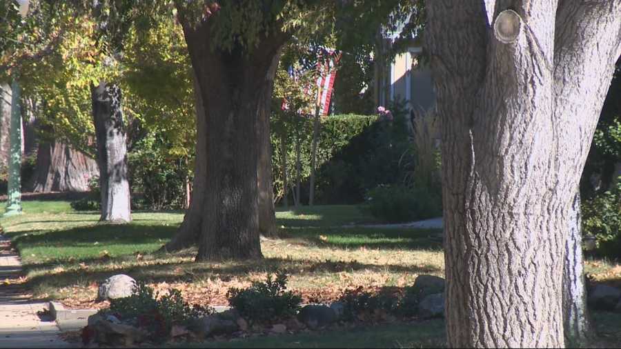 Water conservation is good but arborists say lack of water may be killing you trees.