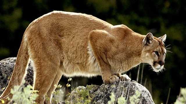 Mountain lion spotted in Roseville neighborhoods