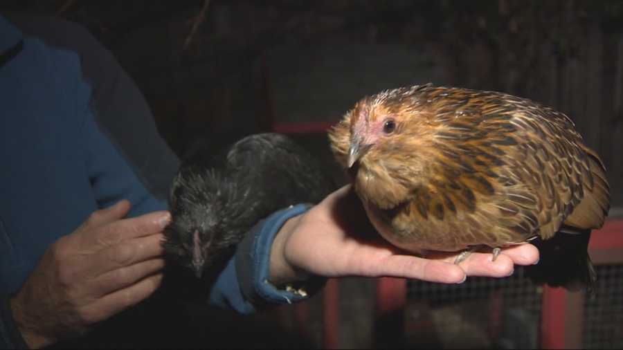UC Davis animal experts have a warning for backyard chicken owners: A strain of bird flu could affect Northern California poultry.
