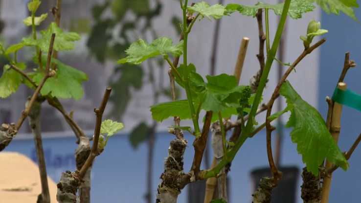 Nurseries are offering grape root stocks that use less water (Jan. 27, 2015).