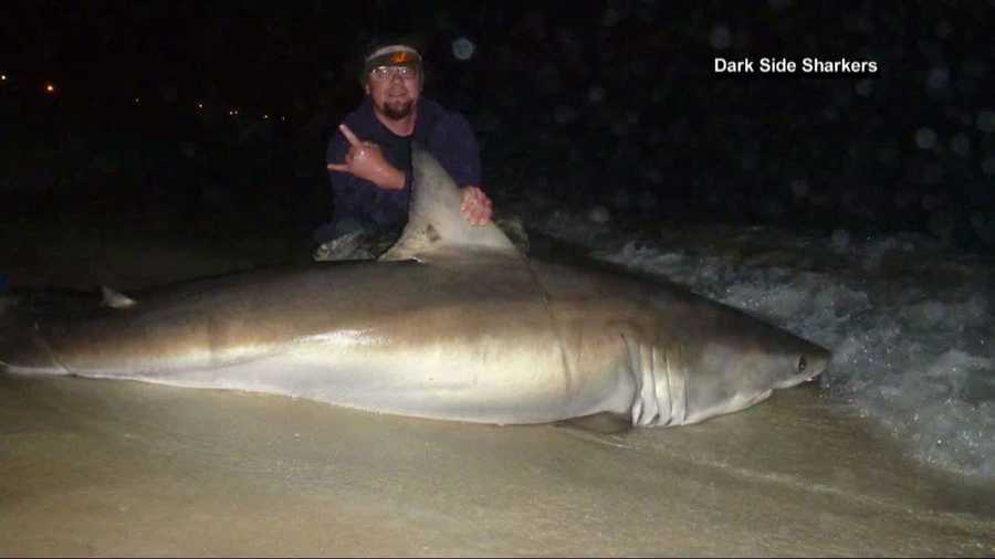 Fishermen in Panama City Beach reeled in this giant white shark, just as Spring Break gets underway. NBC News reports.