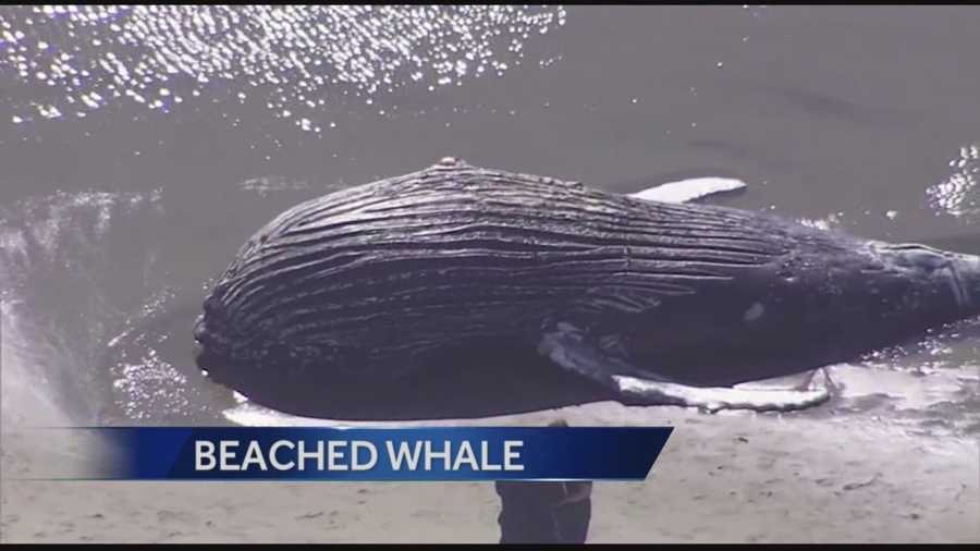 A Humpback whale washed ashore Friday morning on a beach in Santa Cruz County.
