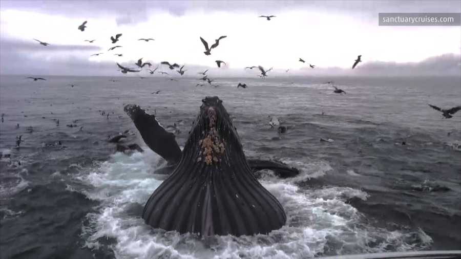 Check out this incredible video of a humpback whale, spending the winter in Monterey Bay, who breaches just a short distance from the shoreline. Matt Sampson shares the details.