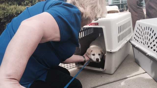 Dozens of dogs rescued from a South Korean meat farm were rescued by Humane Society International and Change for Animals Foundation. On Friday, the puppies arrived in Sacramento. (March 20, 2015)