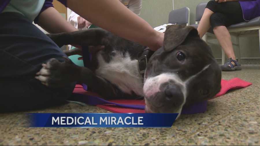 A year-old pit bull-basset hound mix named can walk again thanks to perceptive volunteer at the UC Davis veterinary medical teaching hospital.