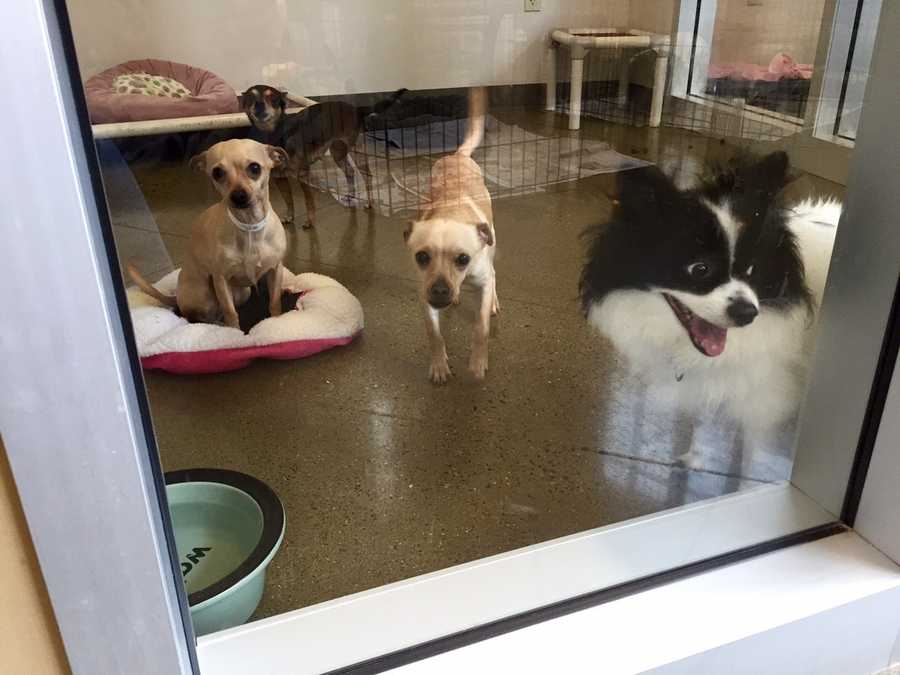 Adorable dogs at Sacramento Co. shelter want to go home with you