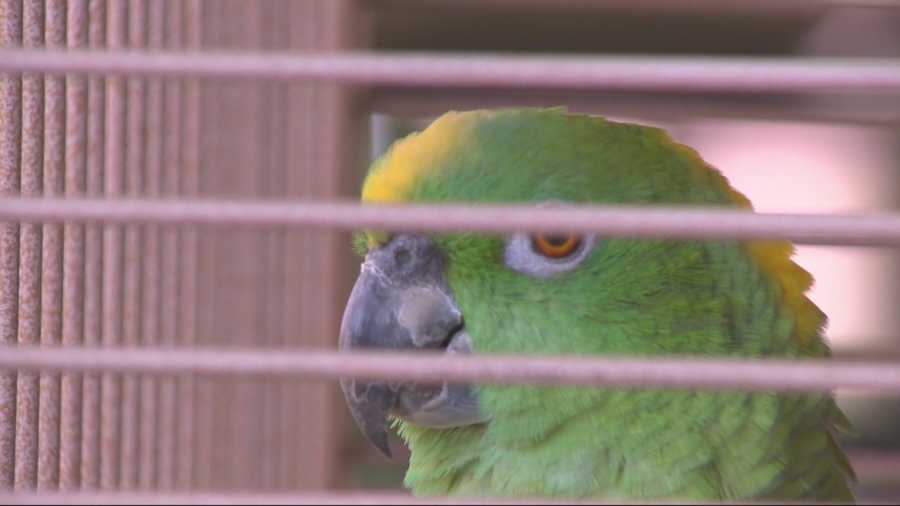 A parrot named Rula is at the heart of a dispute in Tracy, where one neighbor claimed that the bird curses in Spanish.