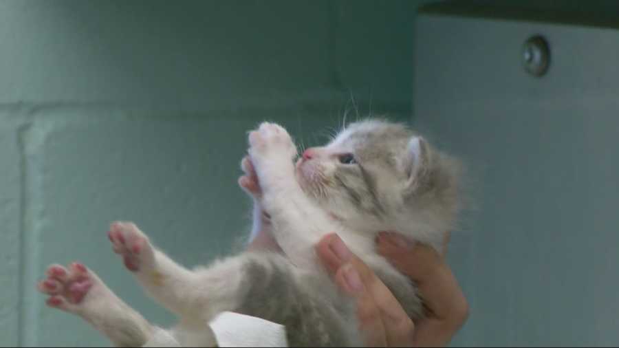 The Sacramento City Animal Shelter estimates there are 70,000 stray cats on the street of Sacramento, but earlier this week, the shelter received 60 kittens in one day alone.
