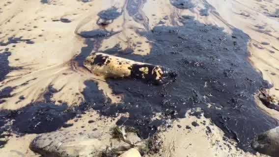 A broken pipeline has spilled oil into the ocean off California's Central Coast. The following video of the spill was provided by KSBY.