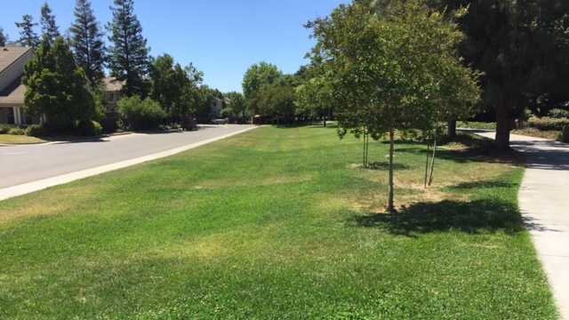 According to a proposed drought plan, the grass in this part of La Playa Park in Davis would be allowed to die.