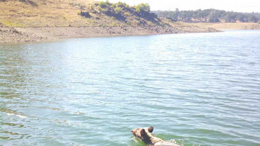 Bear swimming in Folsom Lake (June 16, 2015)