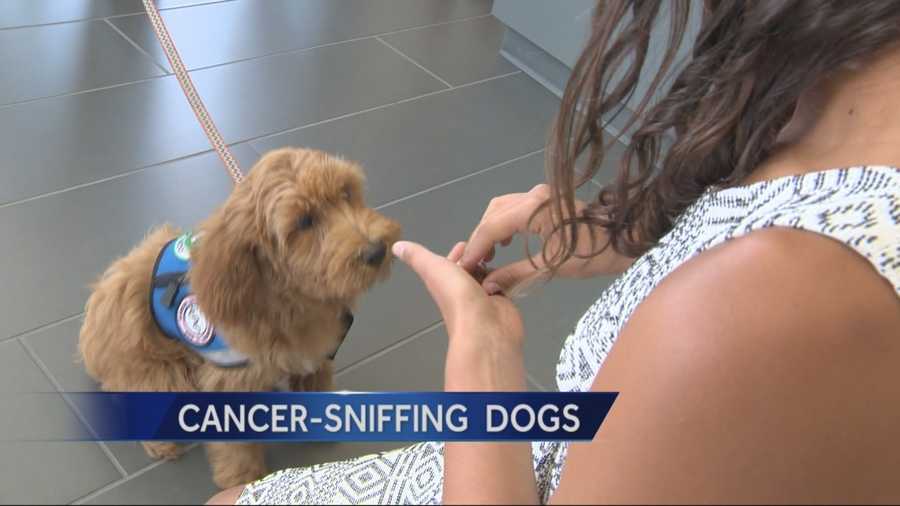Researchers at UC Davis are hoping dogs will be able to smell cancers not reliably detected by doctors.