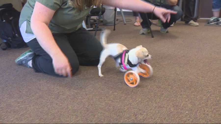Tippy the dog, who was born without front legs, received a new wheels to help her get around.