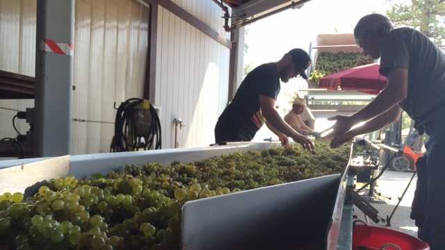 Workers sort freshly harvested grapes Friday at Lava Cap Winery in El Dorado County.