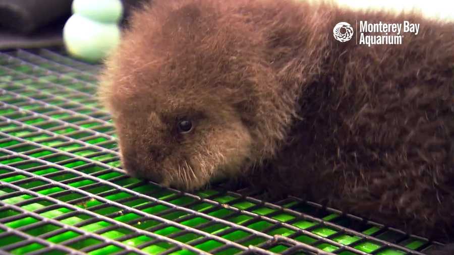 Otter 696 gets fluffed by Monterey Bay Aquarium staff. The orphan pup's stay at aquarium was highlighted for Sea Otter Awareness Week.