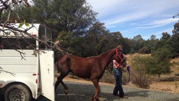Grass Valley animal rescue group saves 'beast of burden'