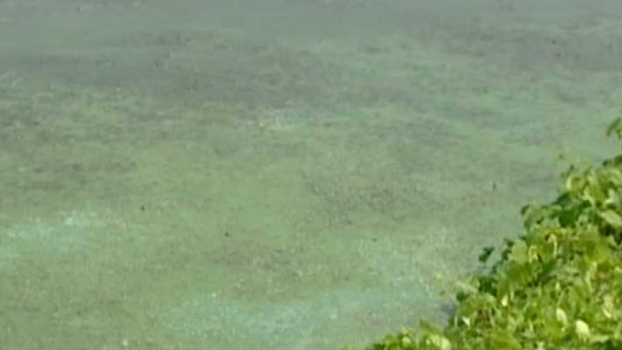Blue-green algae grows when water level drops and flows decrease.