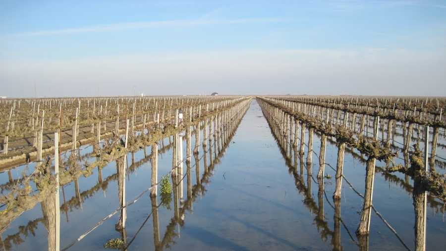 This vineyard near Fresno was flooded in 2011 as part of an effort to replenish the groundwater supply.