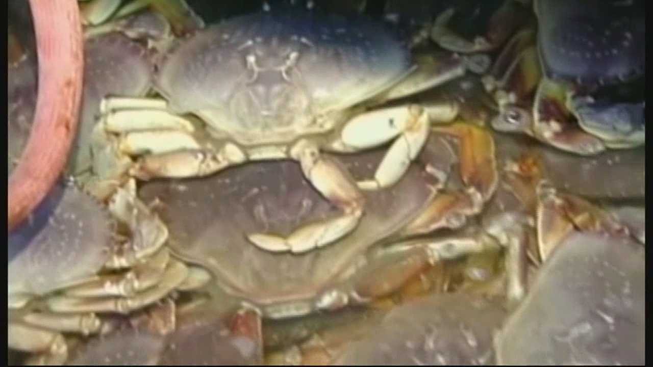 Dungeness crabs safe to eat in parts of California