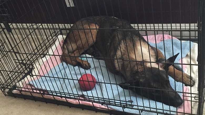 Stanislaus County Sheriff's K-9 Rocky is expected to make a full recovery.