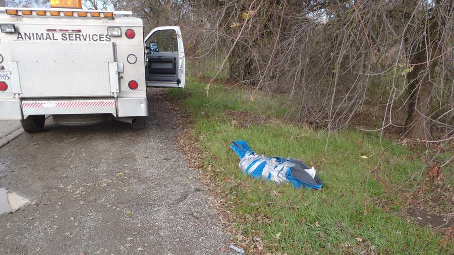 The body of a dog was discovered on the side of the road near the northbound I-5 on-ramp, wrapped up in a carpet, on Jan. 8, 2016, officials said.