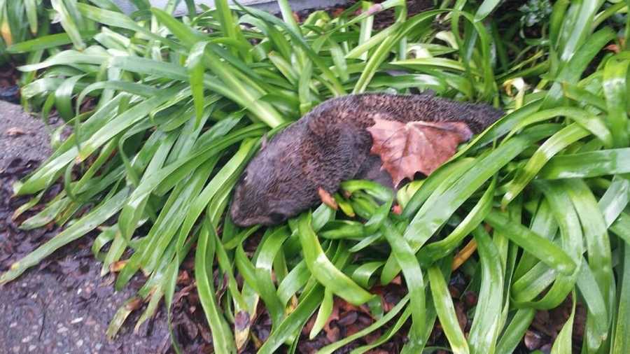 A sickly seal was found in some bushes at a Hayward business on Wednesday morning, police said.
