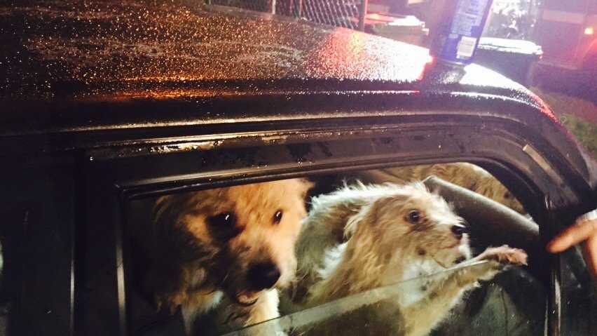 Firefighters were able to rescue 14 dogs from a garage fire in North Highlands. (Jan. 21, 2016)