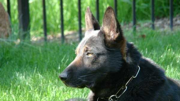 Sacramento County Sheriff's Department announced that retired K9 Ike passed away on Monday.