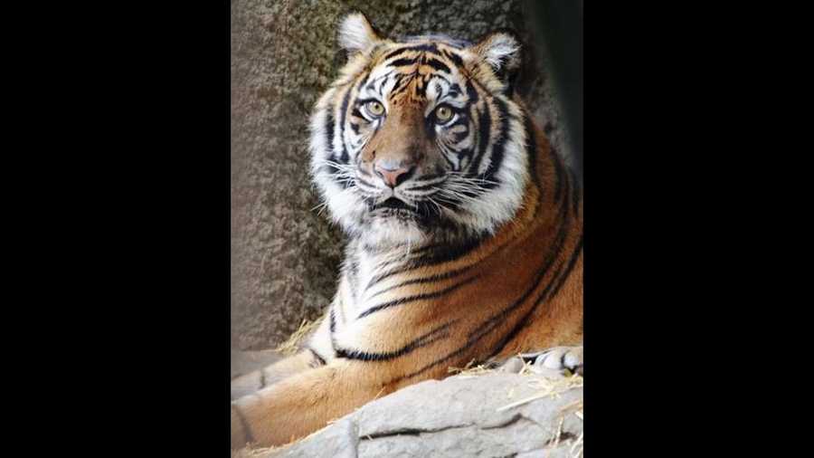 Baha, a 15-year-old Sumatran Tiger, died Wednesday, Feb. 10, 2016, after she was attacked by her mating partner.