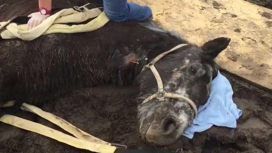 Heather, a 30-year-old horse, was rescued Wednesday, Feb. 17, 2016, from a pool of mud in Rio Linda, the Sacramento Metro Fire Department said.