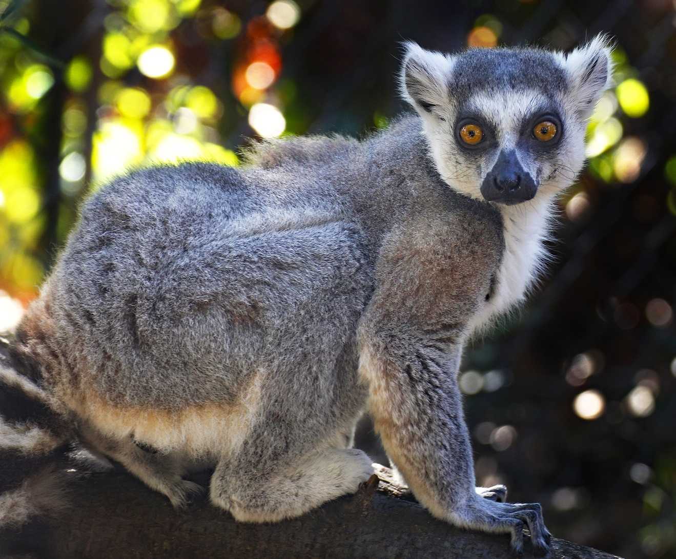Featured Animals - Ring-tailed Lemur - CMZoo