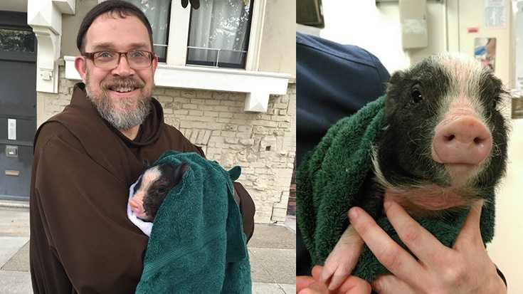 Brother Damian of the Society of Saint Francis (left) holds Janice the piglet and a close-up of Janice (right).