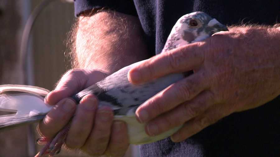 John McCalmon holds one of his pigeons on Friday, March 18, 2016.