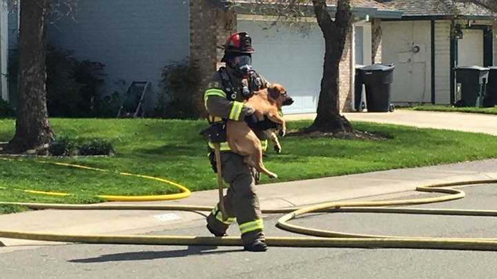 A Roseville firefighter carries a dog rescued from a burning home on Thursday, March 24, 2016.
