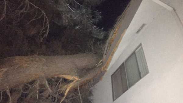 A tree fell into an apartment in the Arden area at 3234 Bell Street on Saturday evening.