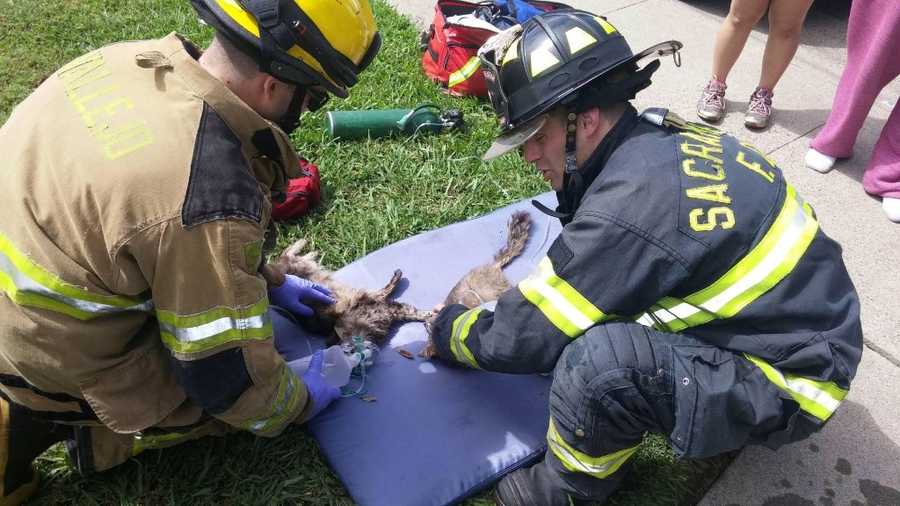 3 cats, 1 dog rescued from house fire in Sacramento