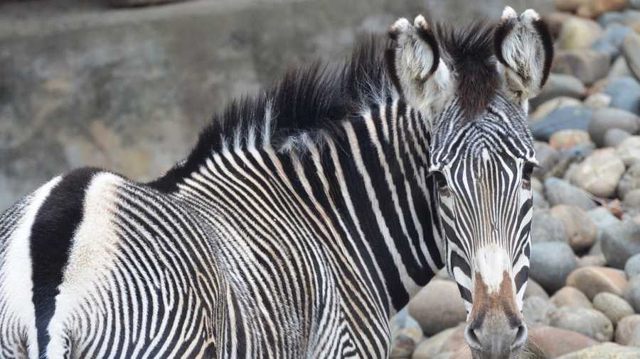 Mara the Grevy's Zebra died Sunday, officials said.