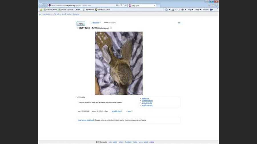 A woman attempted to sell a fawn on Craigslist, officials said.