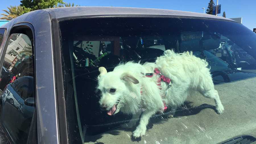 This dog was rescued from a car that's internal temperature was 160 degrees, the Sacramento Fire Department said.