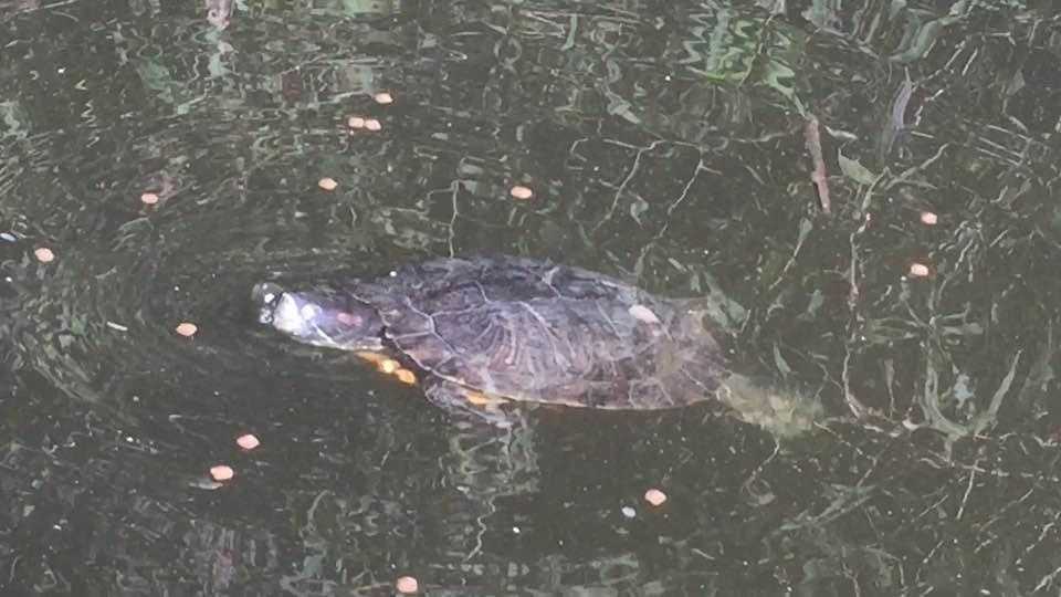 Sacramento turtles looking for new home move to Modesto pond