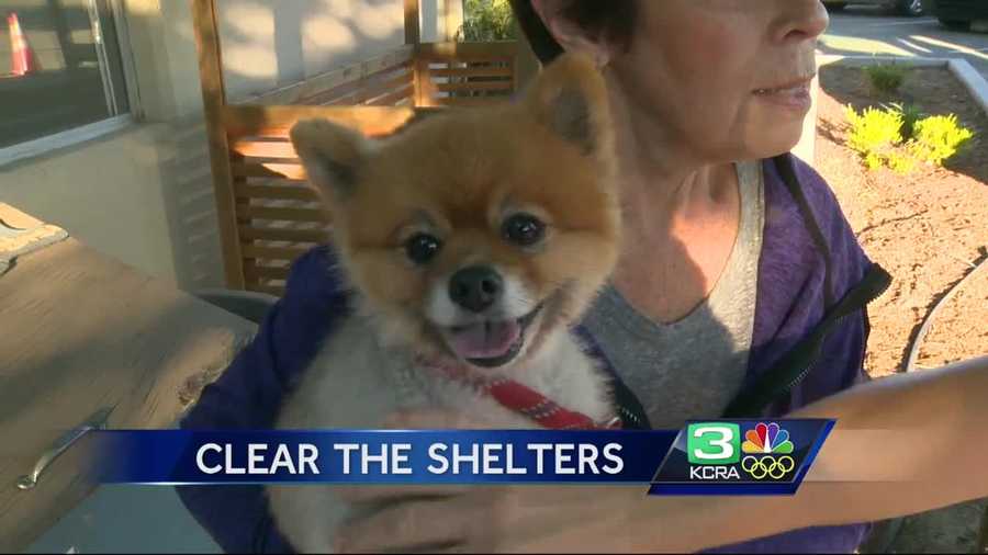 More than 300 animals in five Northern California animal shelters found new homes during the "Clear the Shelter" event on Saturday.