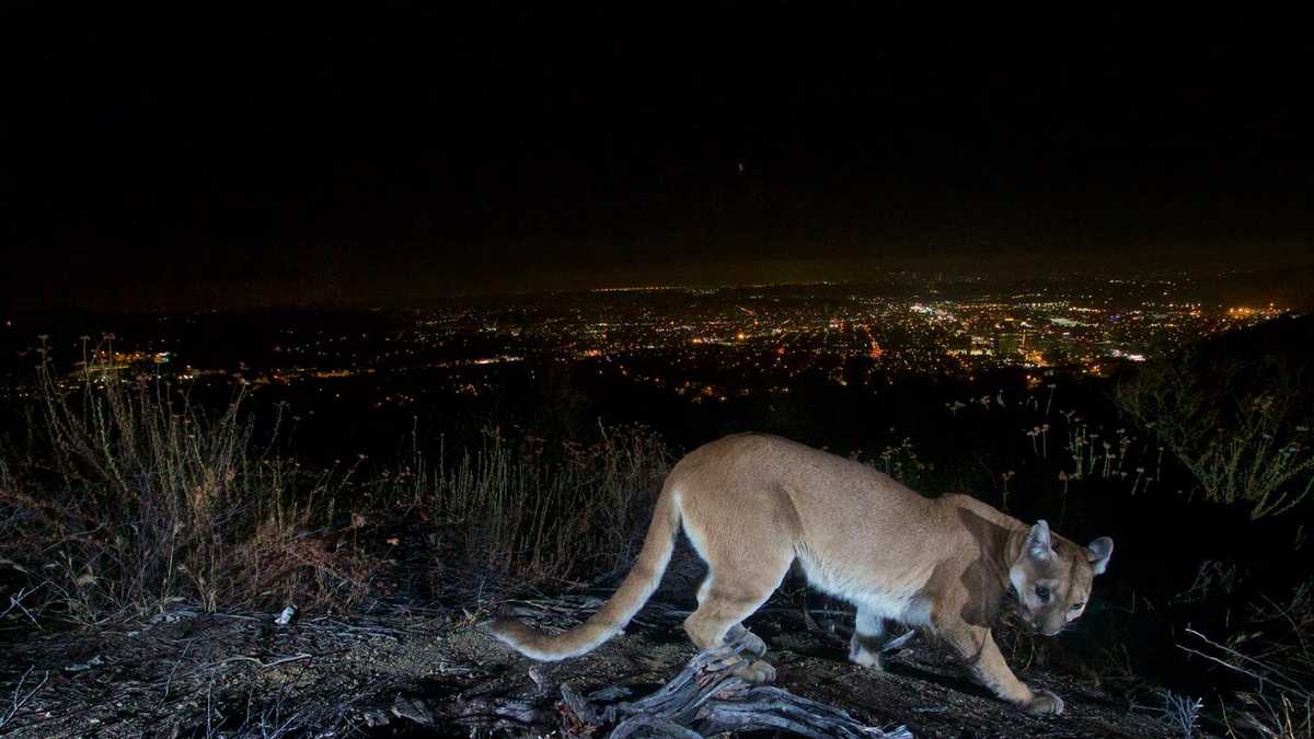 40+ Mountain Lion Los Angeles Stock Photos, Pictures & Royalty-Free Images  - iStock