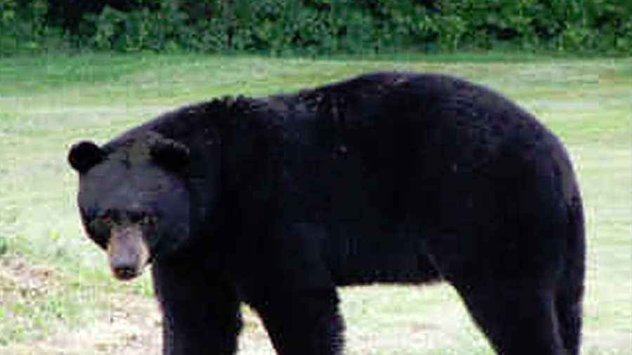 Bear attack injures man in Southern California mountains Bear attack injures man in Southern California mountains