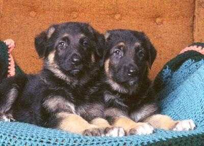 german shepherd puppies for sale craigslist