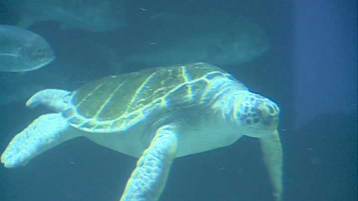 Sea turtles arrive at Omaha zoo