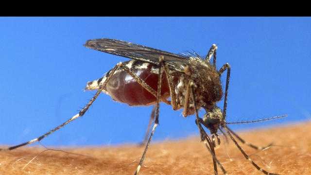 West Nile (mosquito)
