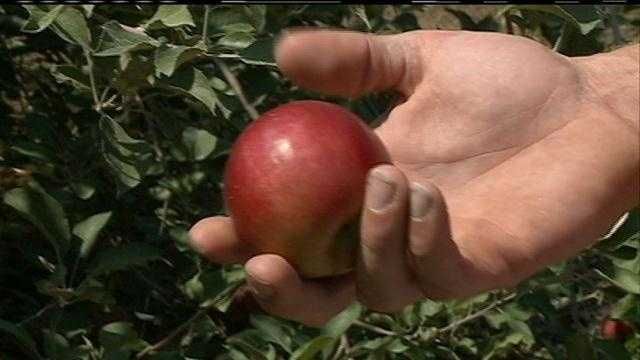 6pm Apple Orchard-PKG