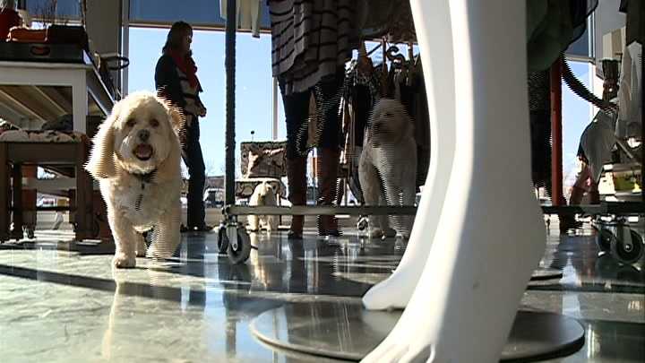 Omaha joins ranks of dog-friendly cities